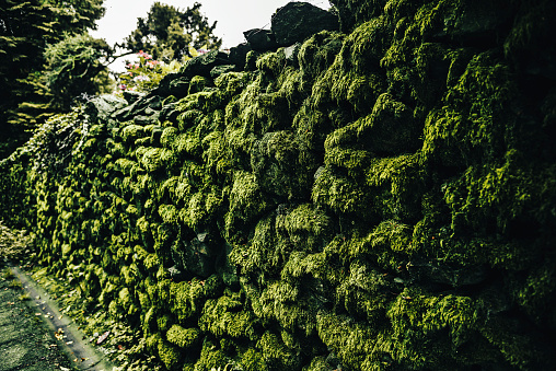 Moss-covered wall