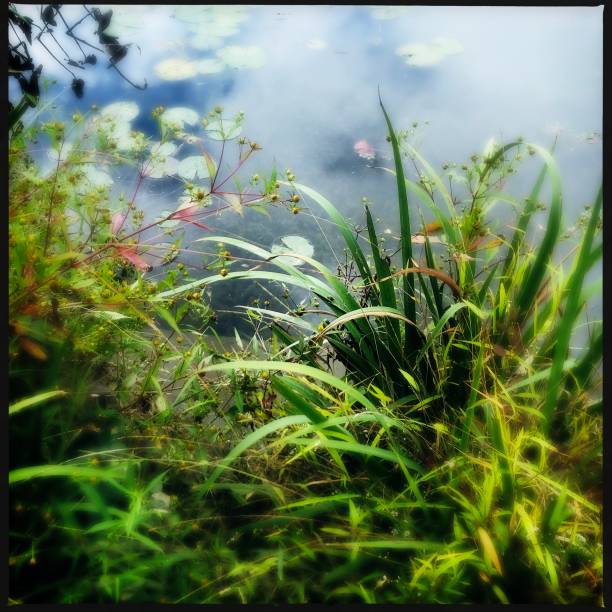 Mysterious pond.  Tilt shift.  iPhone