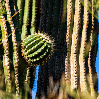 A small melon sized out growth sprouting on the side of a large sonoran desert cactus.