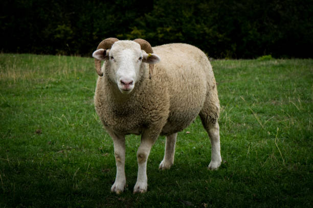 istock Wiltshire horn sheep 1040071374