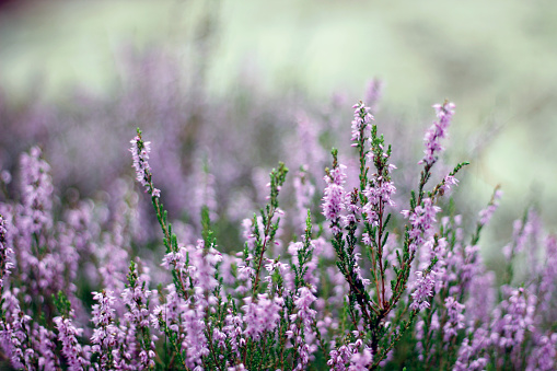 This beautiful purple plant called heather is very common in the swedish woods where the soil is dry, and is often accompanied by pinetrees. Södermöja island, Stockholm archipelago.