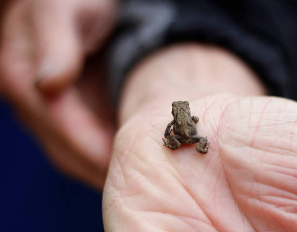 istock Mini baby frog walking in hand 1040079016
