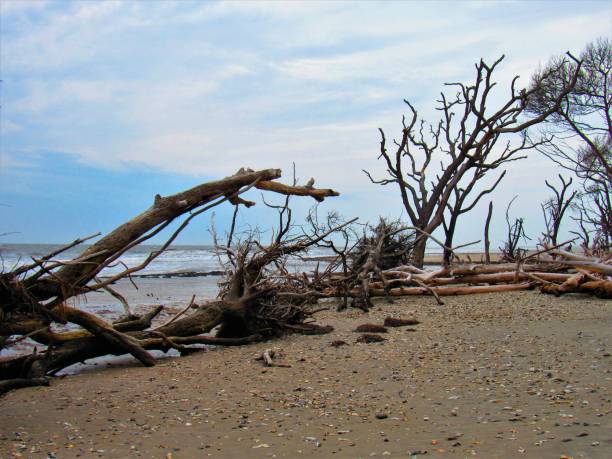 istock Botnay Bay preserves So Carolina downed trees, petrified trees, driftwood, decaying trees, shells, sand, Atlantic Ocean, 1040079390