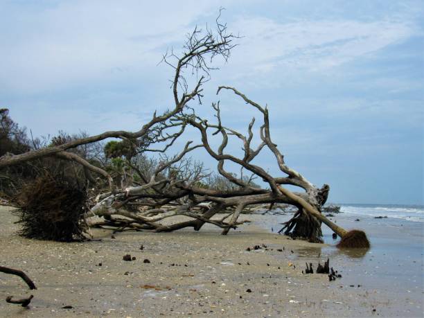 istock Botnay Bay preserves So Carolina downed trees, petrified trees, driftwood, decaying trees, shells, sand, Atlantic Ocean, 1040079392