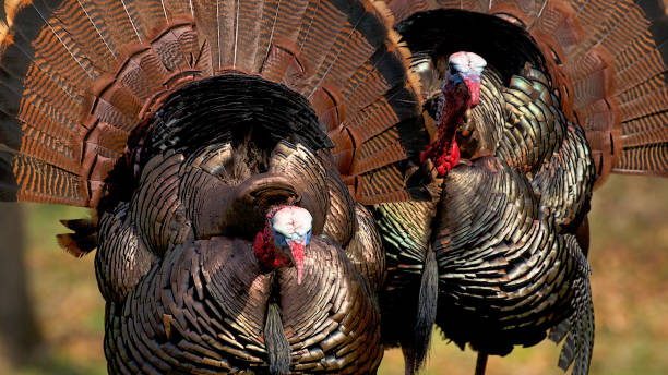 istock Two Male Wild Turkeys in a Row 1040083928