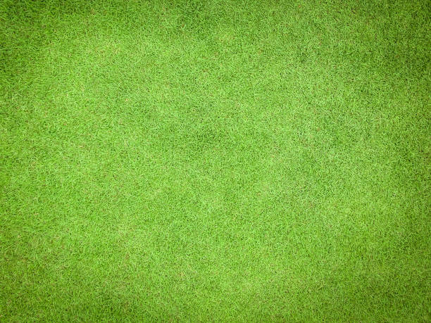 istock Natural grass texture pattern background golf course turf lawn from top view in bright yellow green 1040084412