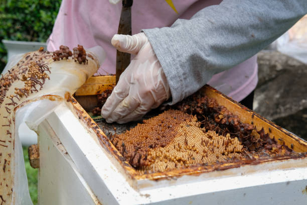 새로운 벌집을 stingless 꿀벌을 전송. trigona meliponini 식민지 대량 양육 - stingless 뉴스 사진 이미지