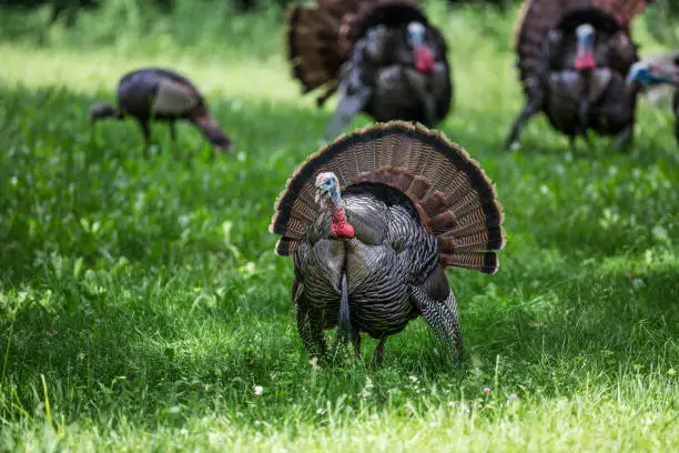 Male Wild Turkey in Foreground Close-Up with Turkey in Background