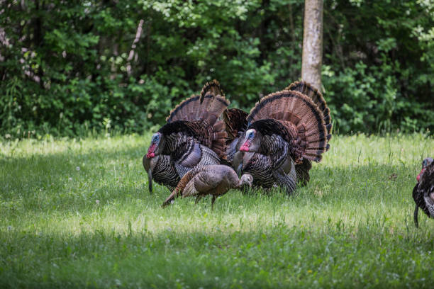 Two Male Wild Turkeys with Full Tail Feathers and One Female Wild Turkey\nin Springtime