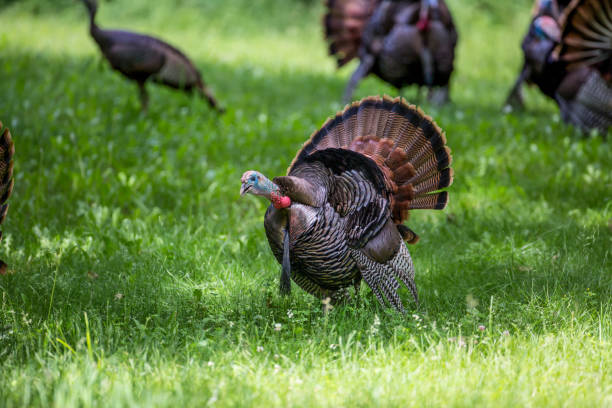 istock Male Wild Turkeys with Full Tail Feathers Showing Off 1040084744