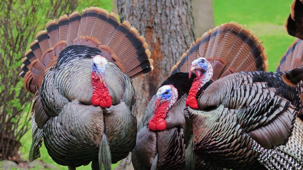 Three Male Wild Turkeys With Full Tail Feathers Stock Photo - Download  Image Now - Turkey - Bird, Majestic, Wild Turkey - iStock