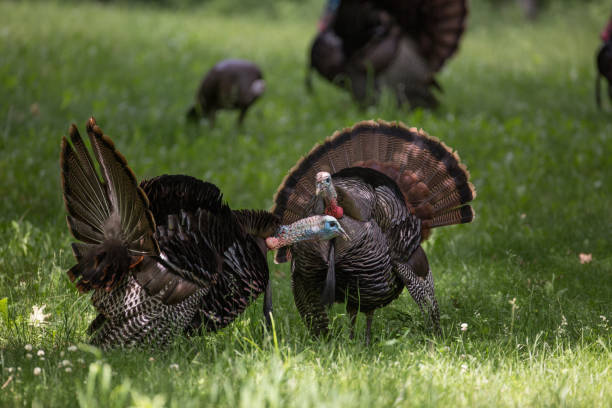 istock Male Wild Turkeys with Full Tail Feathers Showing Off 1040085830