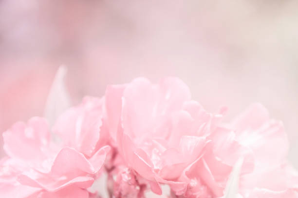 istock Abstract beautiful pink flowers closeup pattern texture for nature background. 1040086940