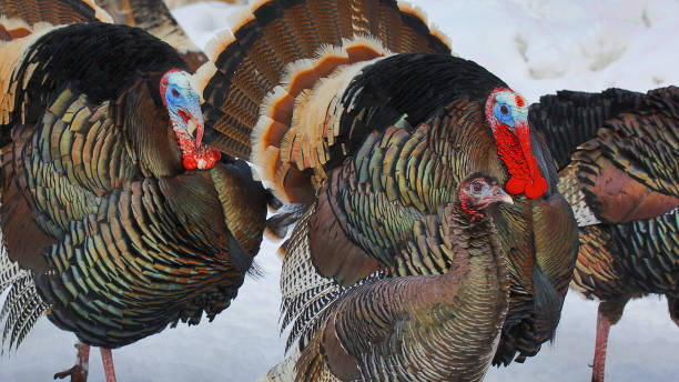 istock Group of  Wild Turkeys with Full Tail Feathers 1040087074