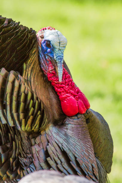 istock Wild Turkey Close-Up Head Three-Quarter Front View 1040087312