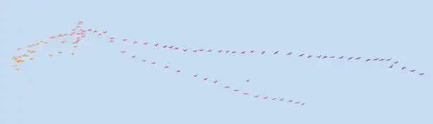 Vector illustration of Large flock of pelicans flying in v formation