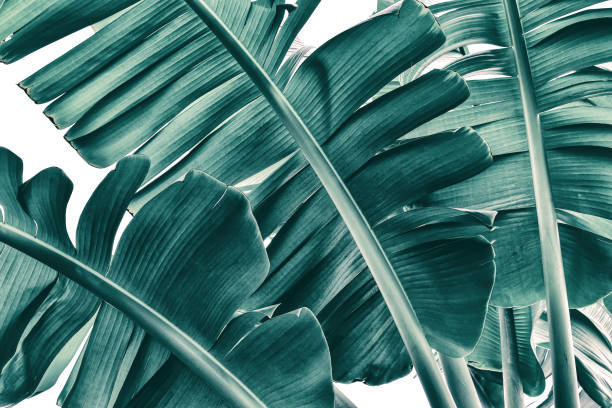 tropical banana palm leaf texture on white background, blue toned