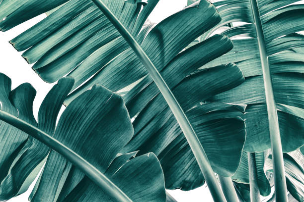 tropikalna tekstura liści palmy bananowej na białym tle, niebieska stonowana - banana leaf zdjęcia i obrazy z banku zdjęć