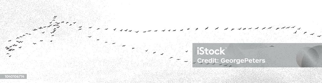 Large flock of pelicans flying in v formation Birds Flying in V-Formation stock vector