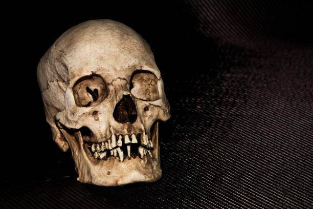 istock Human skeleton skull head isolated on black 1040115442