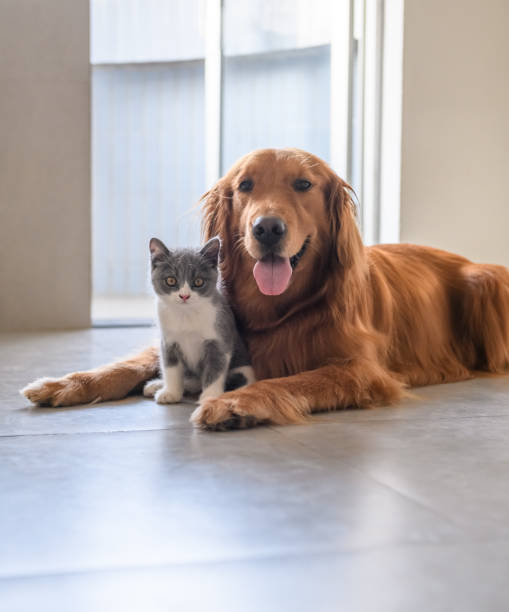 istock Golden Retriever and Kitten 1040124208