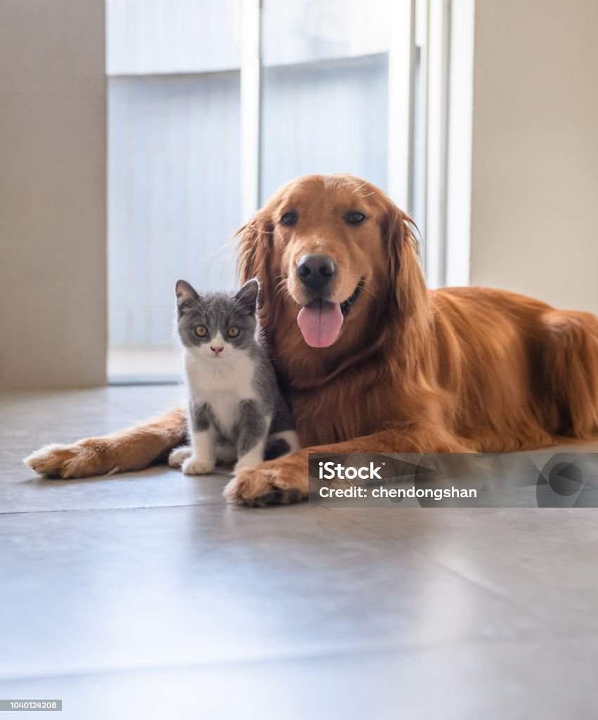 Golden Retriever and Kitten Domestic Cat Stock Photo