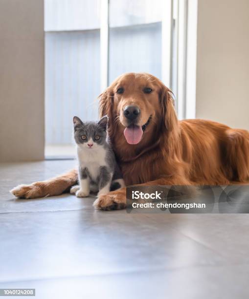 Golden Retriever And Kitten Stock Photo - Download Image Now - Domestic Cat, Playing, Happiness