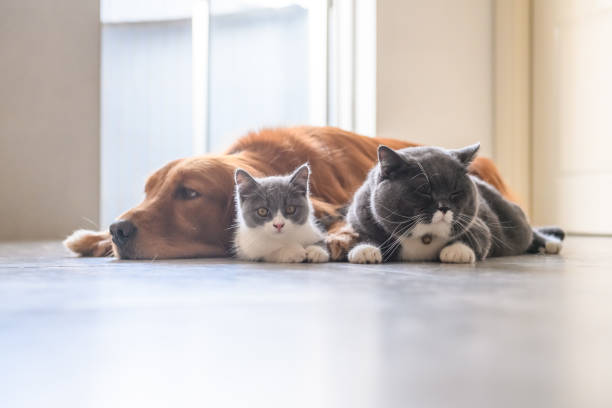 istock Golden retriever and British short Hairy Cat 1040124212