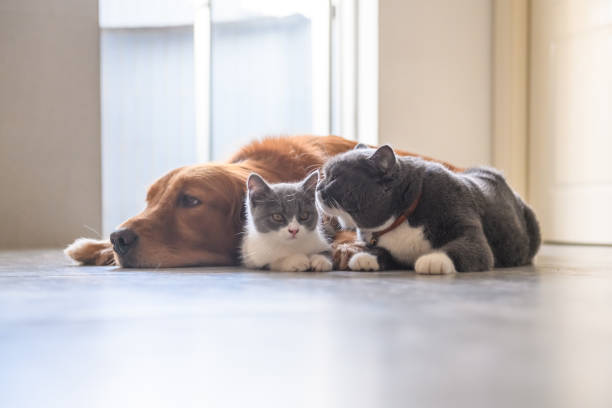 istock Golden retriever and British short Hairy Cat 1040124214