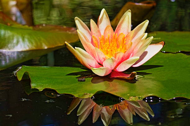 lírio de água de lotus rosa com reflexo em um lago - nymphaea flutuando em um lago - lotus reflection flower single flower - fotografias e filmes do acervo