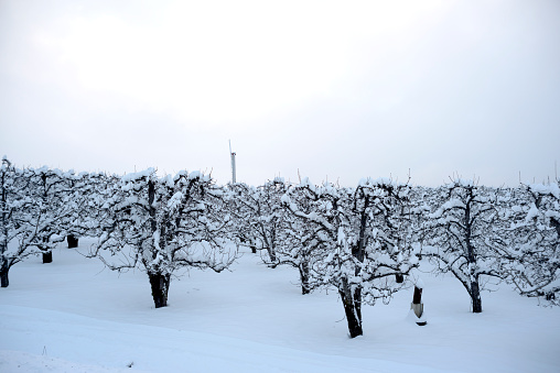 An orchard near Hood River, Oregon, in winter.