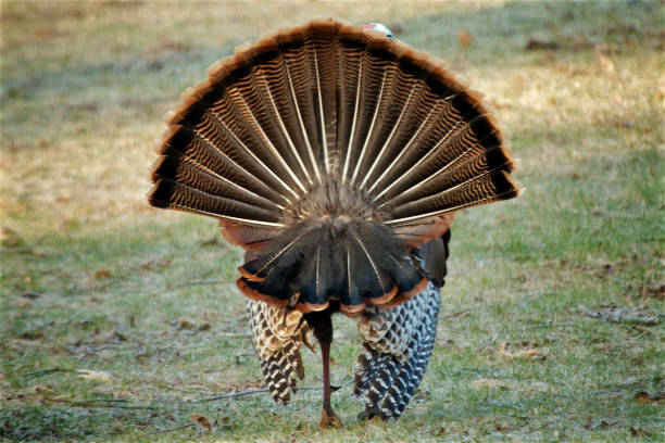 vista posteriore della turchia selvaggia maschile - tail feather foto e immagini stock