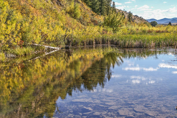 reflejos en el agua clara de montaña - montana water landscape nature fotografías e imágenes de stock