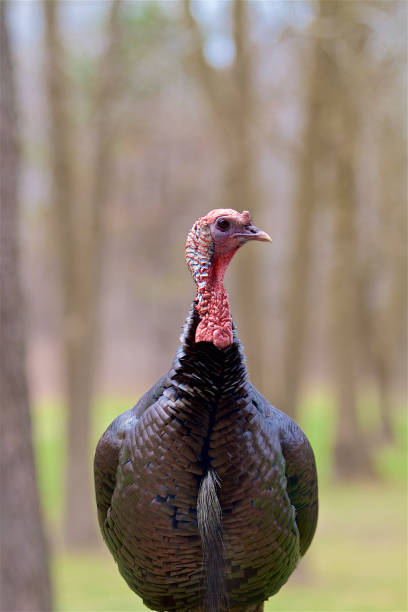 istock Close-Up of Wild Turkey Turning its Head 1040141822