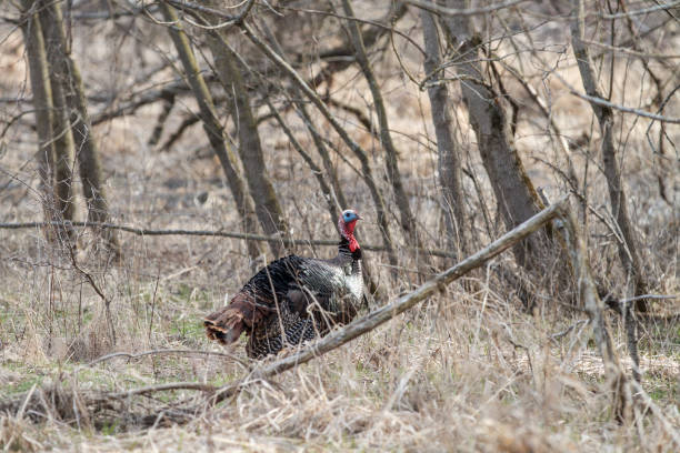 istock Wild Turkey in a Woodland Area 1040141848