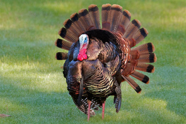 wild turkey guardando la fotocamera con la coda piena - tail feather foto e immagini stock