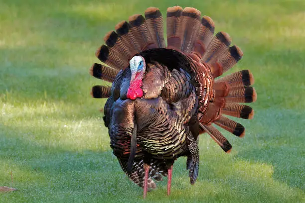 Photo of Wild Turkey Looking at Camera with Full Tail