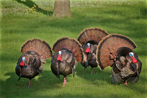 Four Male Wild Turkeys with Full Tail Feathers in Springtime