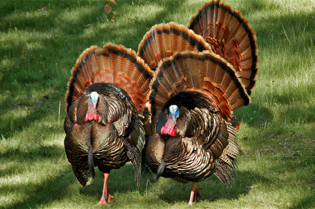 istock Four Male Wild Turkeys with Full Tail Feathers 1040141960