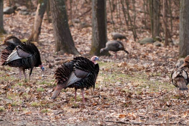 istock Group of Wild Turkeys in a Forest 1040142100