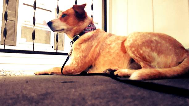 istock pup relaxing and enjoying life 1040148872