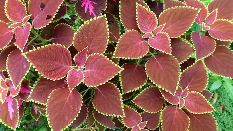 Coleus leaf, Plectranthus scutellarioides (L.) R. Br