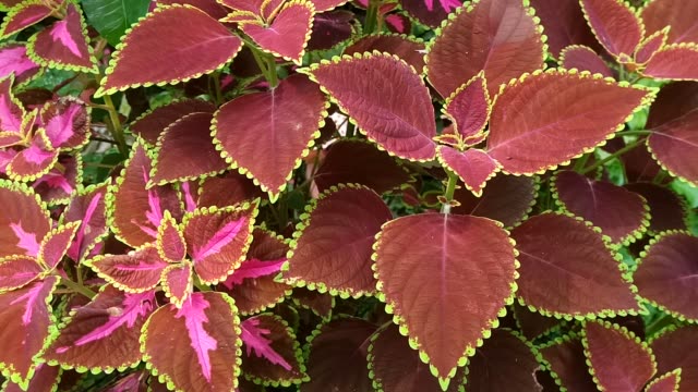 Coleus leaf, Plectranthus scutellarioides (L.) R. Br