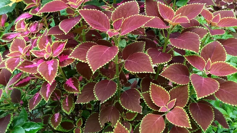 Coleus leaf, Plectranthus scutellarioides (L.) R. Br