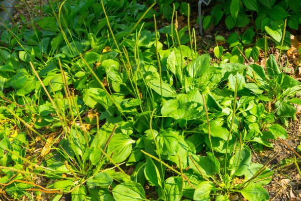 큰 질경이, waybread (장 주요 l.) 트리 - plantain major herb greater 뉴스 사진 이미지
