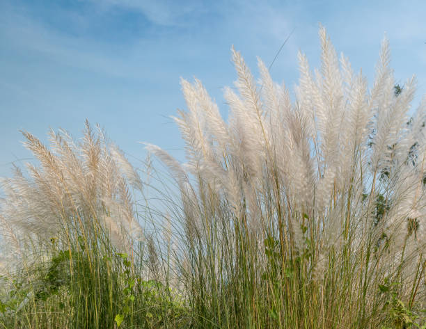 Kans Grass Kash Phool Stock Photo - Download Image Now - Durga Puja Festival, Flower, Sugar Cane - iStock Kans Grass Kash Phool Stock Photo - Download Image Now - Durga Puja Festival, Flower, Sugar Cane - iStock