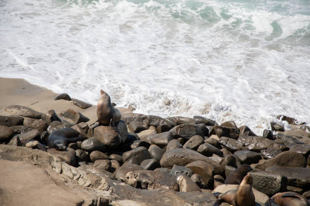 istock La Jolla Cove Seals 1040174356