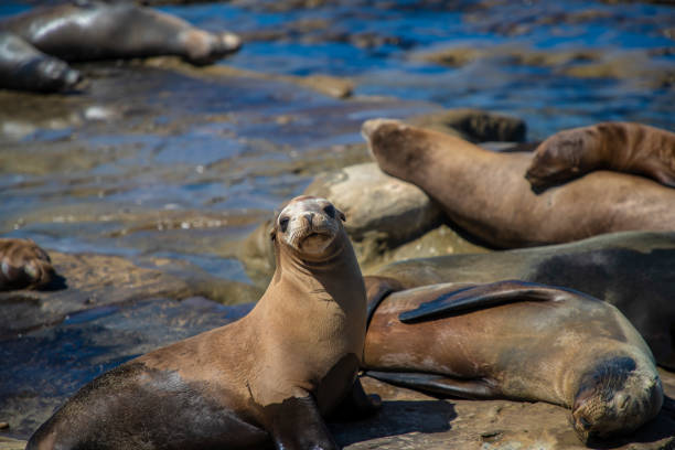 istock La Jolla Cove Seals 1040174422