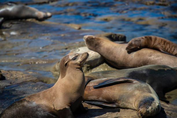 istock La Jolla Cove Seals 1040174480