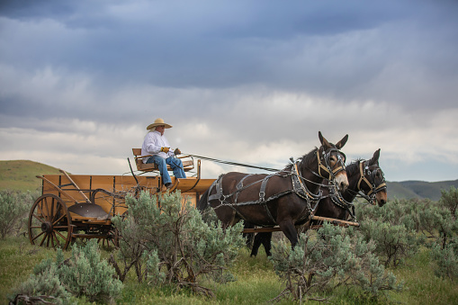 Horse carriage Utah